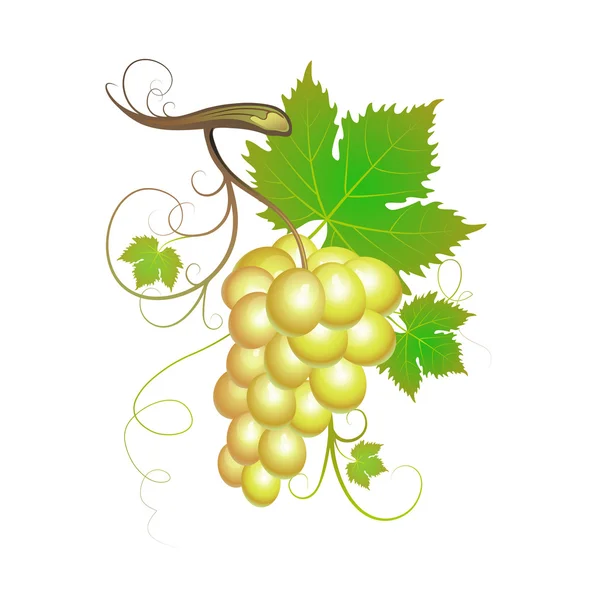 White grapes — Stock Vector