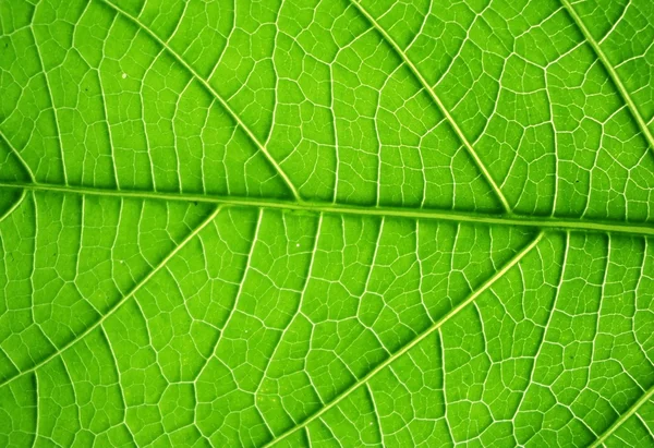 Grönt blad Stockbild