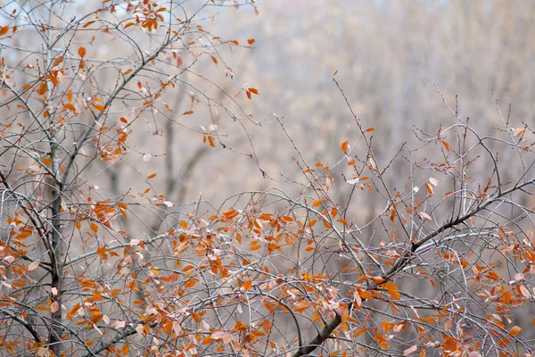 stock image Autumn landscape