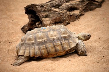 Big old turtle in a Tenerife zoo park clipart