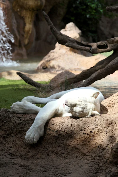 白色的母狮 — 图库照片