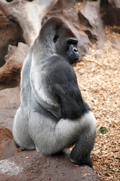 Gorilla in tenerife loro dierentuin park 2 — Stockfoto