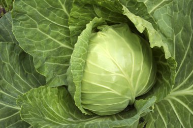 Cabbage. clipart