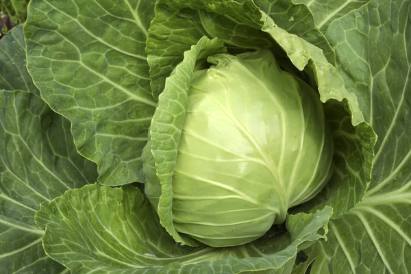 stock image Cabbage.