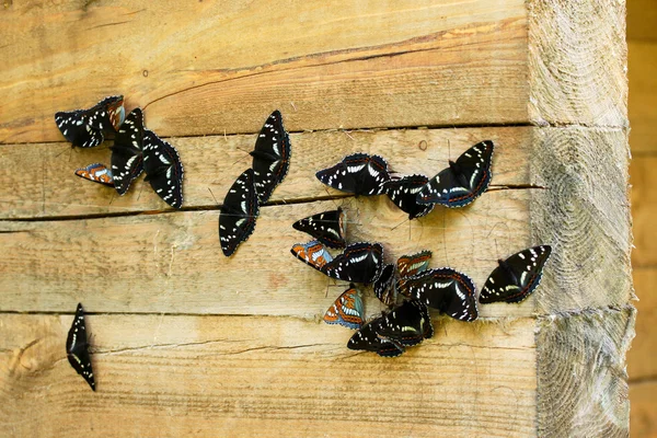 Familie der Schmetterlinge. — Stockfoto