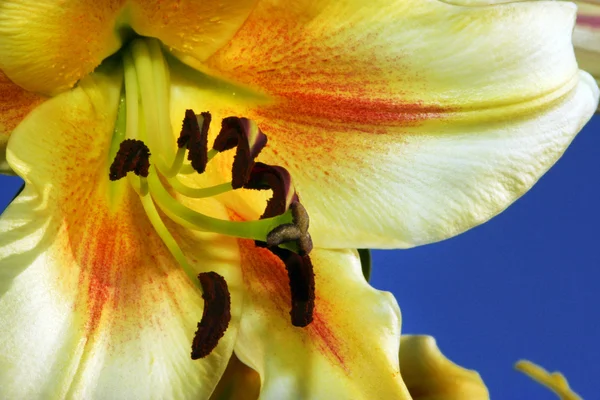 Желтая лилия . — стоковое фото