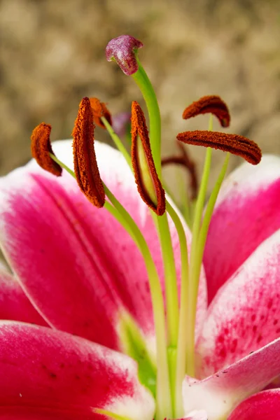 Růžová Lily. — Stock fotografie