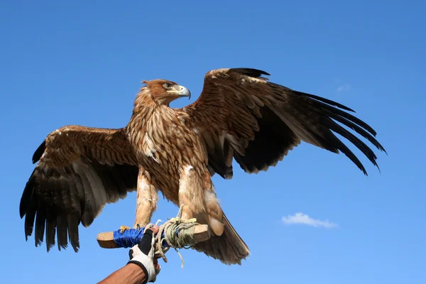 El águila orgullosa . —  Fotos de Stock