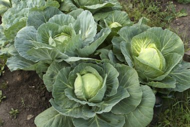 Cabbage. clipart