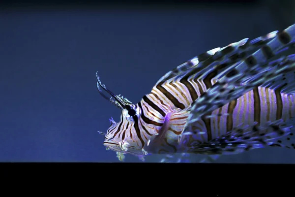 Winged fish. — Stock Photo, Image