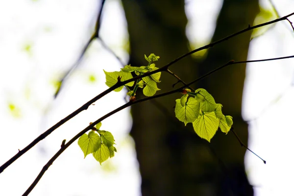 El nacimiento de las hojas . — Foto de Stock