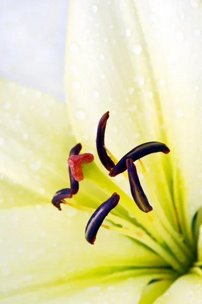 Vackra lily. — Stockfoto