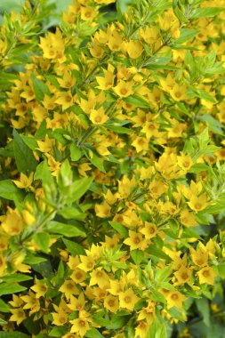 Lysimachia.