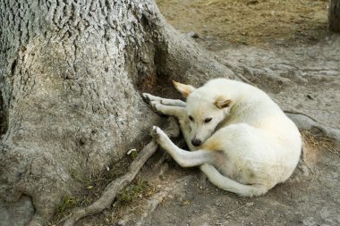 Yalnız köpek.