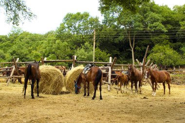 Stampeding horses. clipart