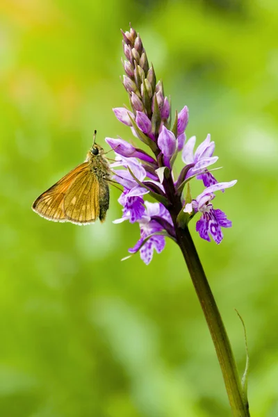 Mariposa en la flor. — Foto de Stock