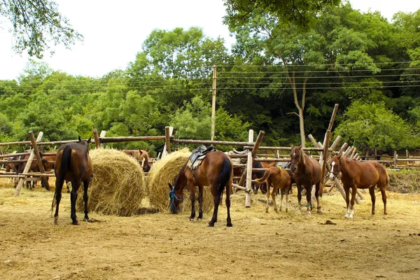 Estampado de caballos . —  Fotos de Stock