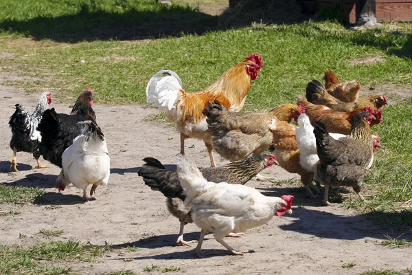 stock image Cock and hen.