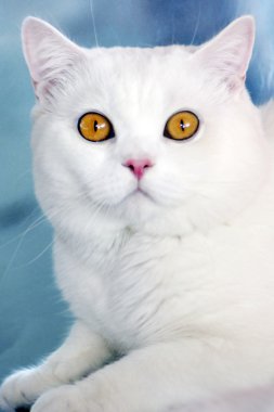 Cat's eye. clipart