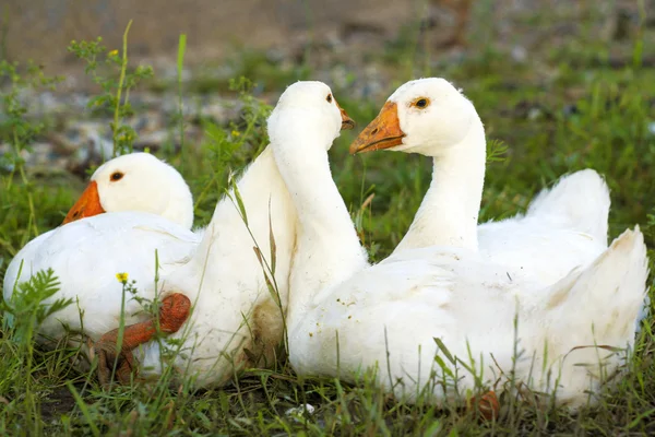 Cisnes são gansos . — Fotografia de Stock