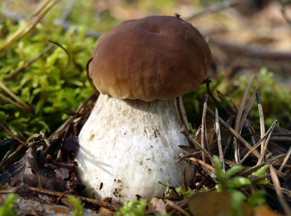 等概率圆蘑菇 — 图库照片