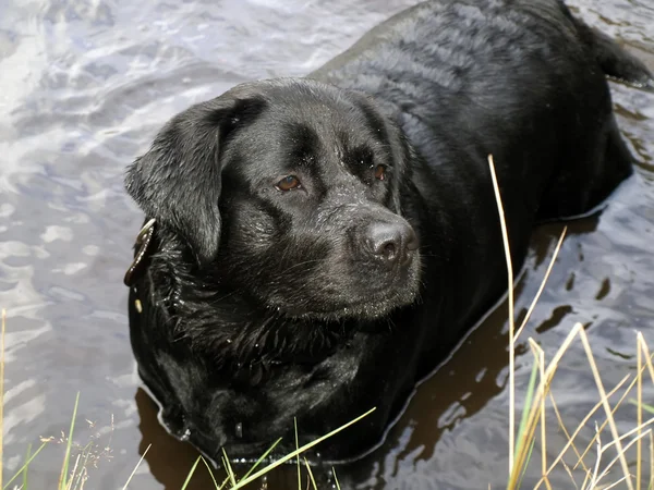 stock image Labrador