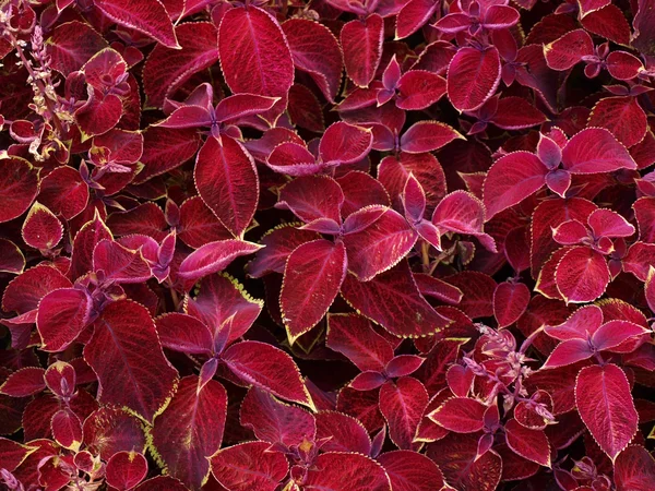 Rode bladeren — Stockfoto