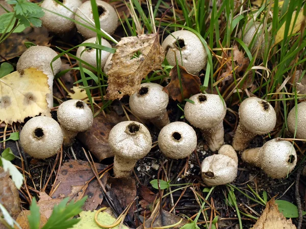 勃蘑菇 — 图库照片