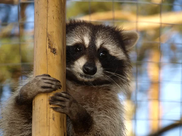 Cute raccoon — Stock Photo, Image