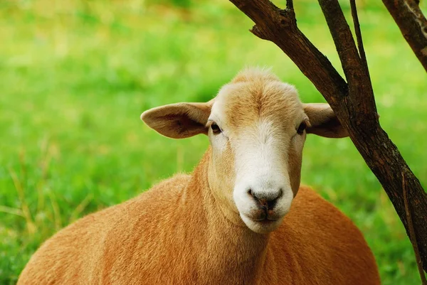 ağacın yanında oturan annesi koyun