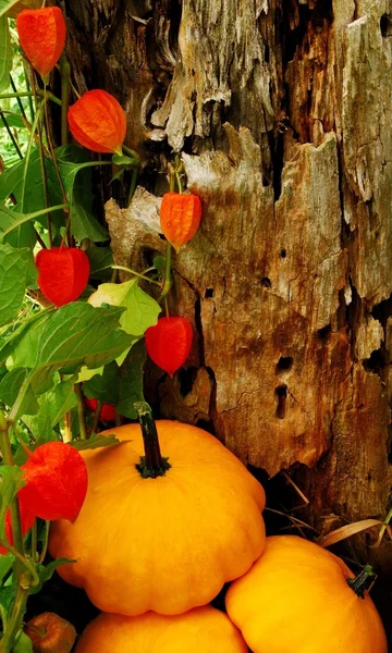 hasat stili arka plan