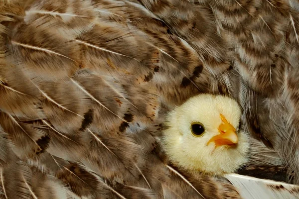 Baby kyckling snuggled i fjädrar — Stockfoto