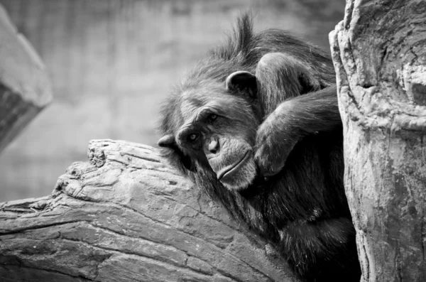 Szomorú csimpánz — Stock Fotó