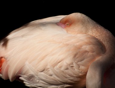 pembe flamingo