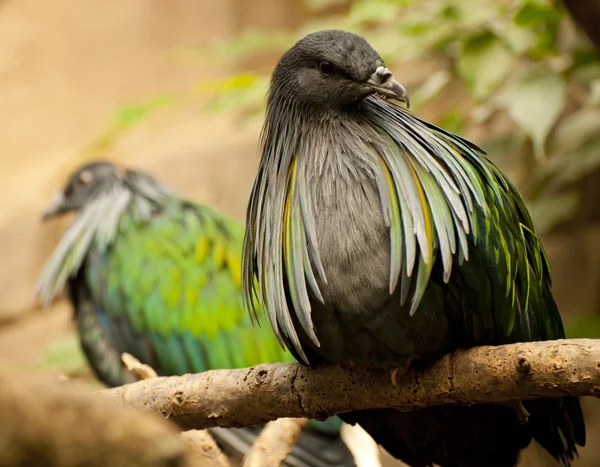 stock image Nicobar Pigeon