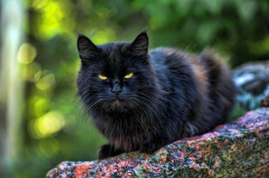 Black cat clipart