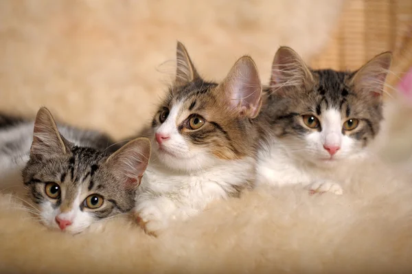 Drie kittens — Stockfoto