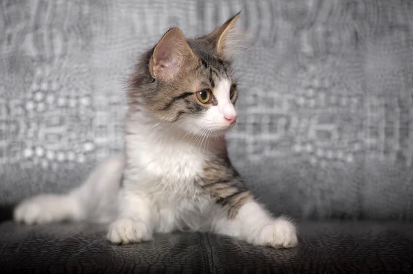 Yavru kedi — Stok fotoğraf