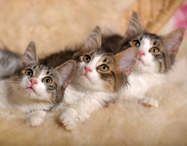 Three kittens clipart