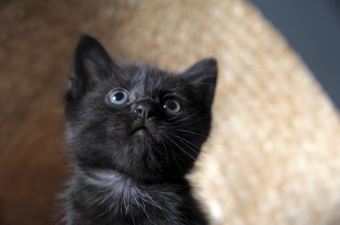 Black Kitten clipart