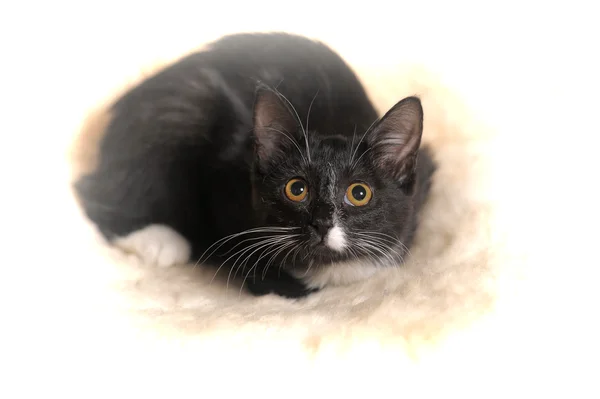 stock image Black and white cat