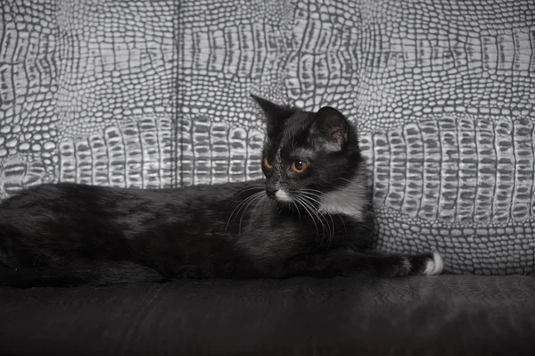 Gatto bianco e nero — Foto Stock
