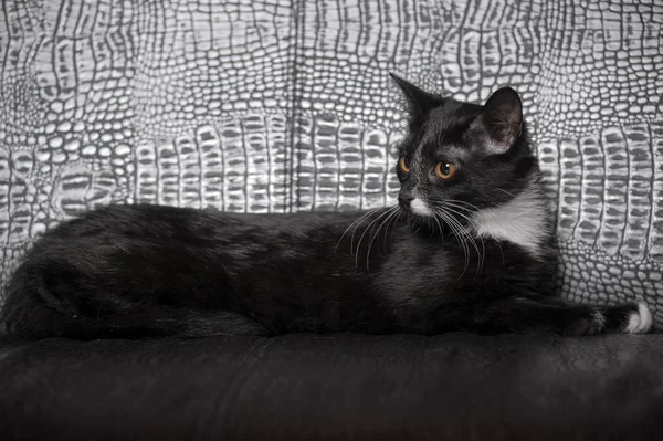 검정 고양이와 흰 고양이 — 스톡 사진