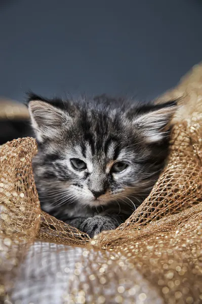 사랑 스러운 솜 털 고양이 — 스톡 사진