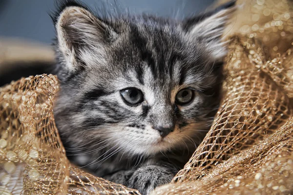 Mooie pluizig kitten — Stockfoto