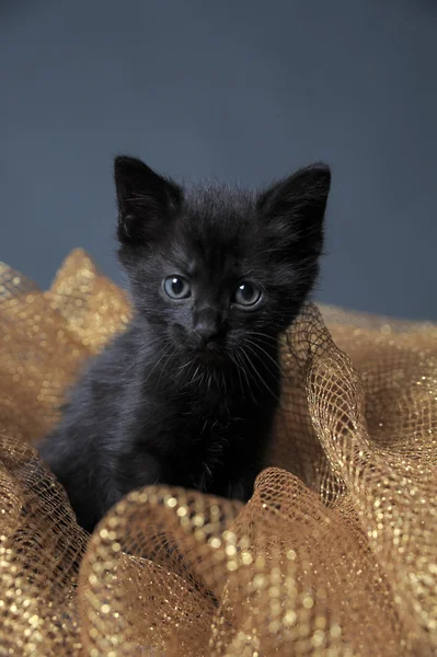 Gattino nero — Foto Stock