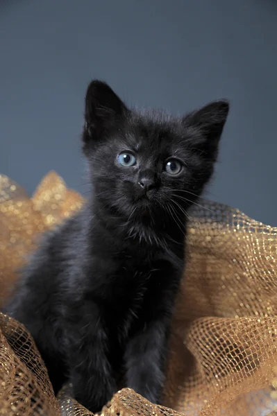 Black Kitten — Stock Photo, Image
