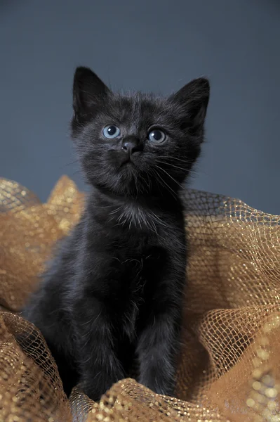 Fekete cica — Stock Fotó