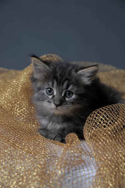 Lieblich flauschiges Kätzchen — Stockfoto