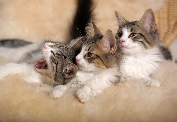 Three kittens — Stock Photo, Image